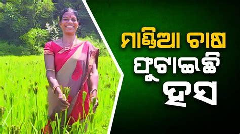 ବଣିଜ ବିଚାର: ଓଡ଼ିଶାରେ କୋକୋ ଚାଷ ଓ ଚକୋଲେଟ୍ ଶିଳ୍ପ – Sambad.